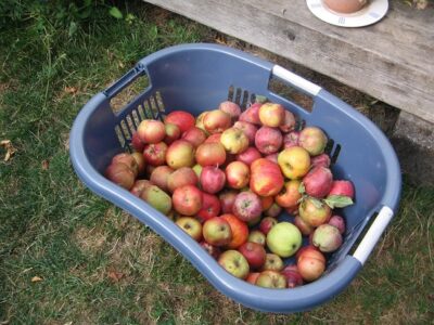 Fall Apple Madness: Harvesting and Processing Fall Apples Image
